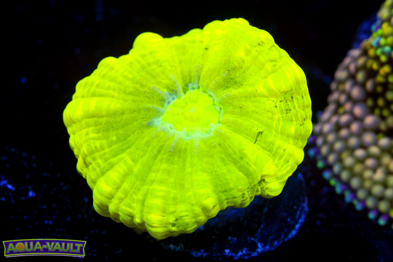 Kryptonite Candy Cane Coral 2
