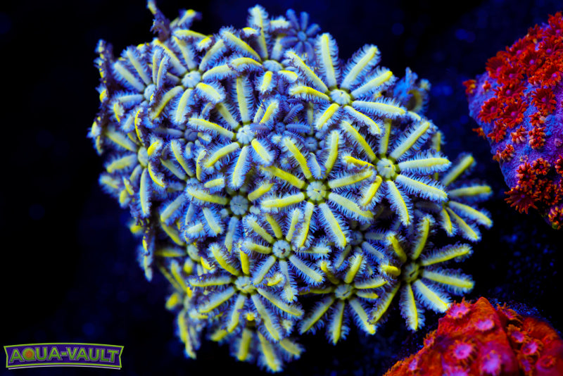 Reunion Flower Pipe Organ 1