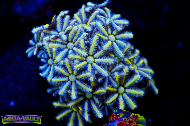 Reunion Flower Pipe Organ 2