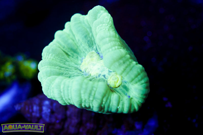 Teal Trumpet Coral