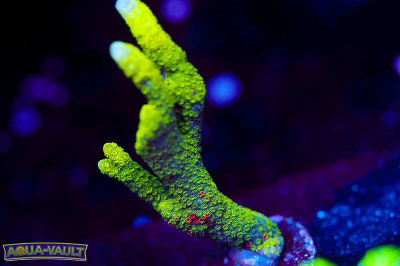 WWC Contraband Digitata 1