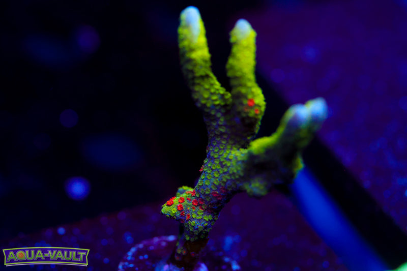 WWC Contraband Digitata 2