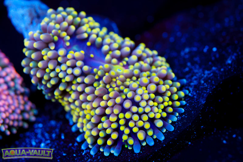 Pina Colada Ricordea Florida 1