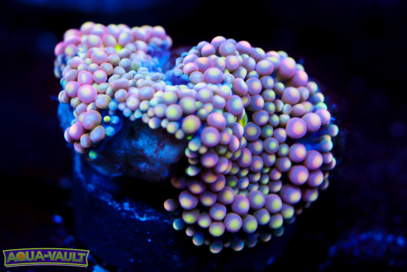 Baby Bop Ricordea Florida 1