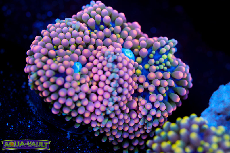 Baby Bop Ricordea Florida 2