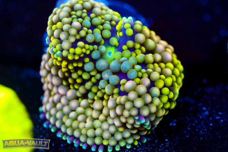 Pina Colada Ricordea Florida 2