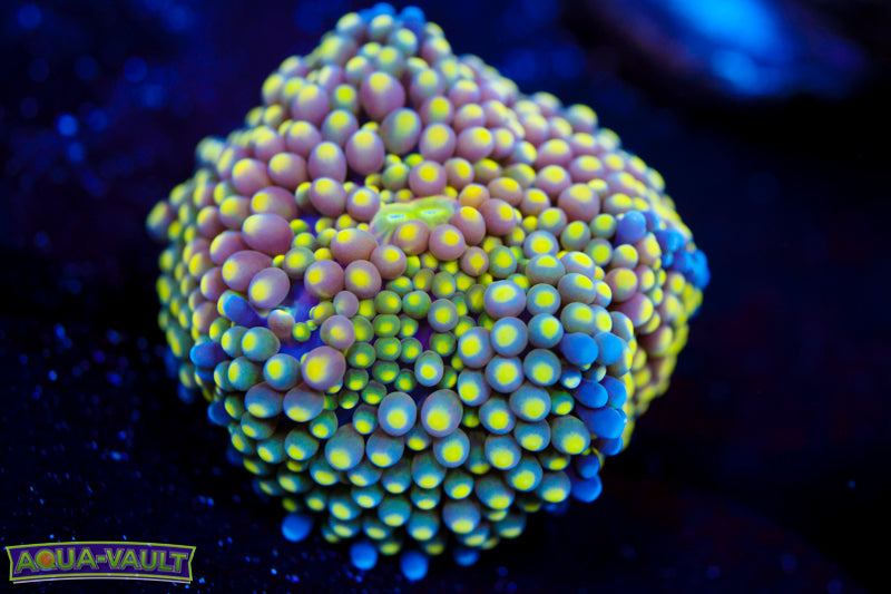 Lime Time Rainbow Ricordea Florida 3