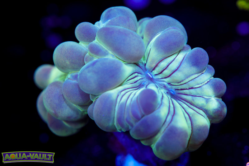 Large Fox Coral