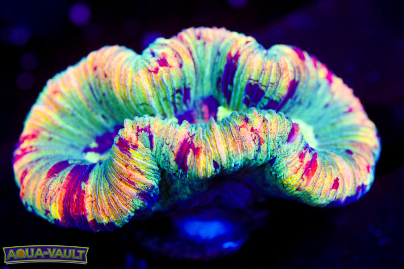 Blood Splatter Trachy