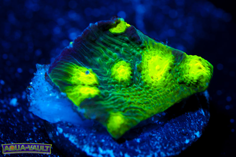 CV Darth Stunner Chalice 1