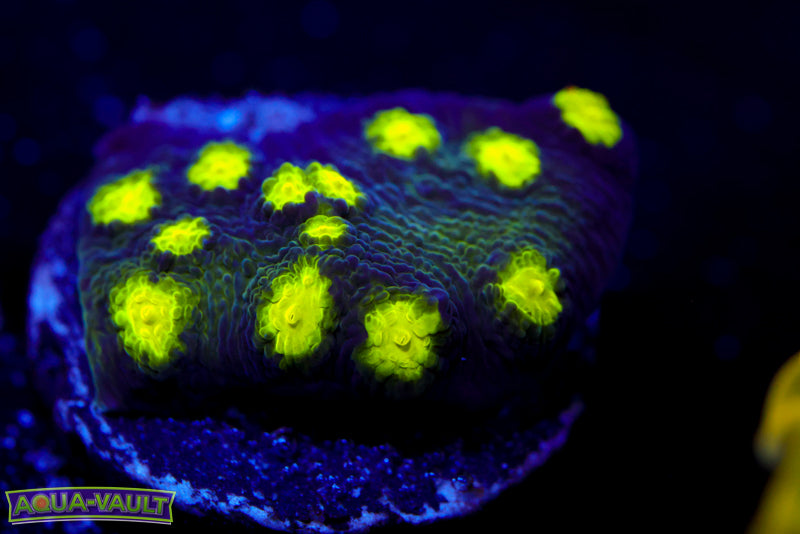 CV Darth Stunner Chalice 2