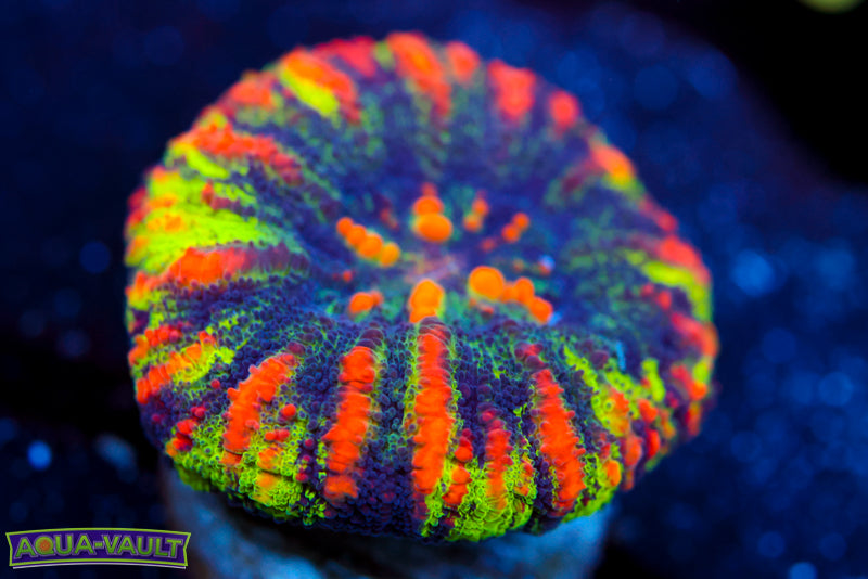 Ultra Paint Balloon Button Scoly