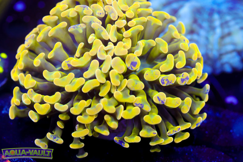 Yellow Branching Hammer