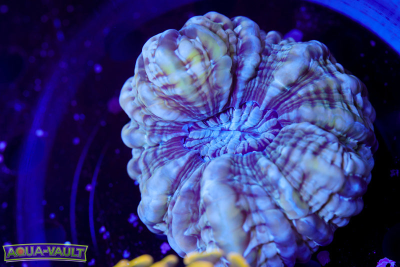 Bullet Hole Cynarina