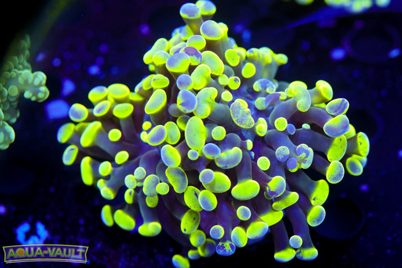 Toxic Splatter Hammer