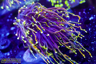 Ultra Large Dragon Soul Torch