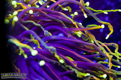 Ultra Large Dragon Soul Torch