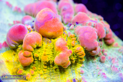 WWC Cosmic Candy Bounce Chalice