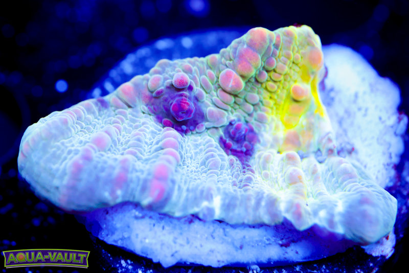 WWC Cosmic Candy Bounce Chalice (LOOK)