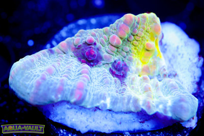 WWC Cosmic Candy Bounce Chalice (LOOK)