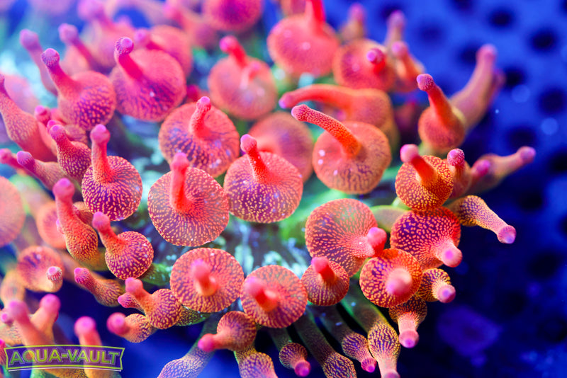 CV Acid Trip Anemone