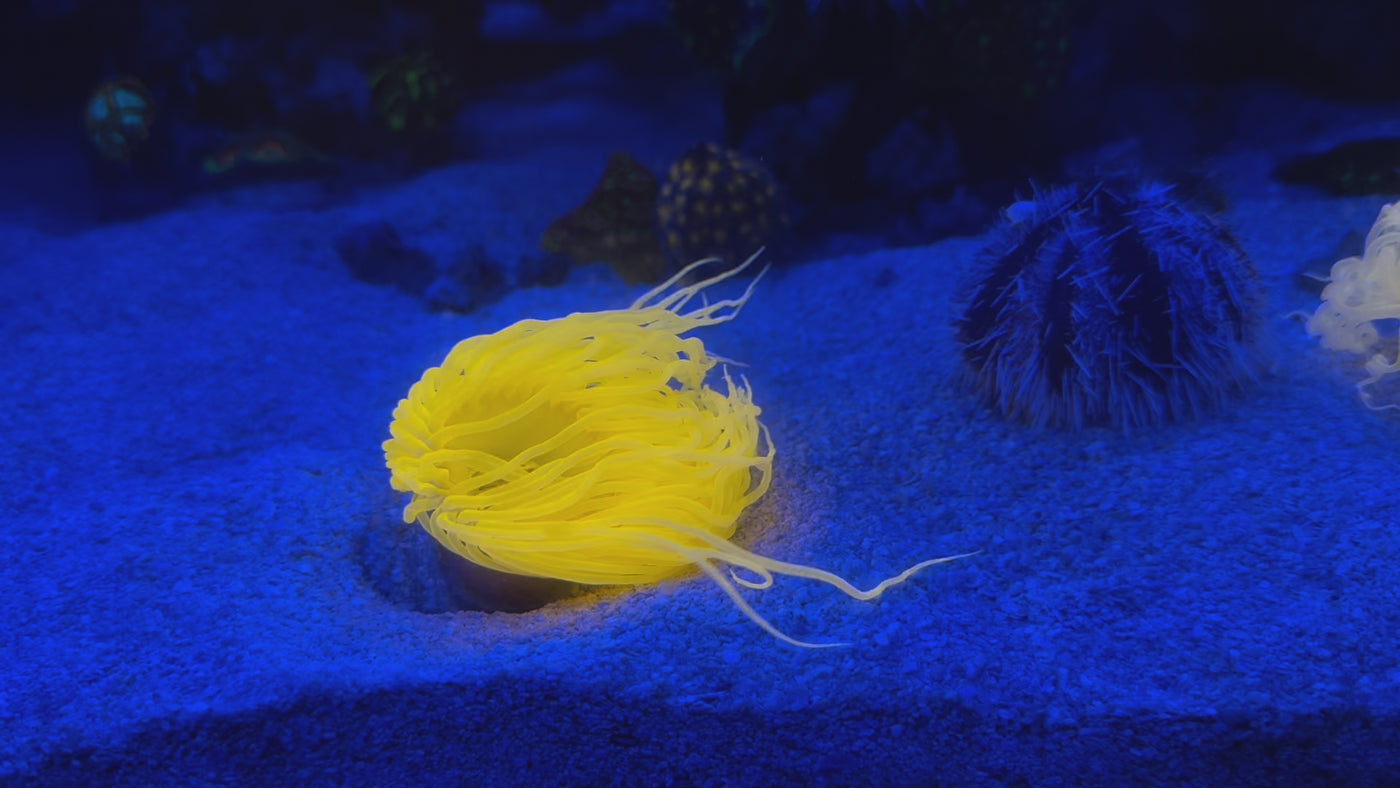 Large Neon Pinkish Orange Tube Nem